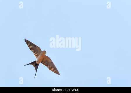 Nach Red-rumped Swallow (Cecropis daurica) auf der Flucht vor einem blauen Himmel als Hintergrund, während sie im Frühjahr auf der Ägäischen Insel Lesbos in Griechenland. Aus gesehen Stockfoto
