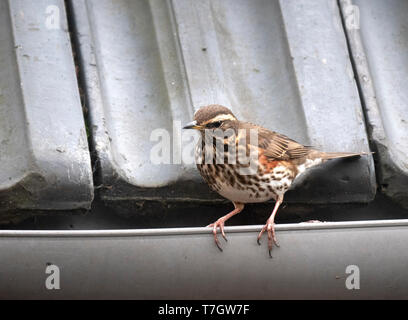 Rotdrossel (Turdus Iliacus) Nahrungssuche in der Gosse auf dem Dach eines Hauses Stockfoto