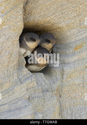Drei jugendliche Uferschwalbe (Riparia riparia), nest Loch im Sand Bank in Finnland. Stockfoto