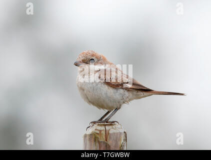 Im ersten Winter Shrike Rotkopfwürger (Lanius Senator) Stockfoto