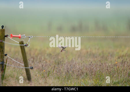 Im ersten Winter Shrike Rotkopfwürger (Lanius Senator) im Flug Stockfoto