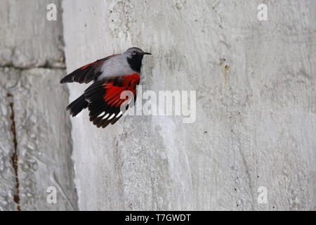 Erwachsene Männchen (Wallcreeper Tichodroma muraria) am Brutplatz in Rumänien. Stockfoto