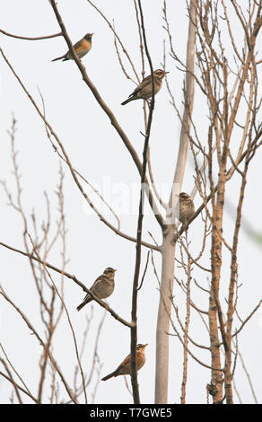 1 Eyebrowed Thrush, 3 Dusky Drosseln und 1 Naumann Thrush ruht in einem Baum im Frühling Migration auf Happy Island, China. Stockfoto