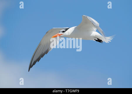 Nach nonbreeding American Royal Tern, Thalasseus maximus San Diego Co., Kalifornien, USA, Mai 2016 Stockfoto