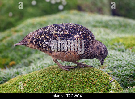 Rufous-bellied Seedsnipe (Attagis gayi) Nahrungssuche in den hohen Anden von Ecuador Stockfoto