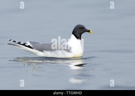 Nach Sabine's Möwe (Xema sabini) im Sommer Gefieder schwimmen Halbinsel Seward, Alaska, USA. Stockfoto