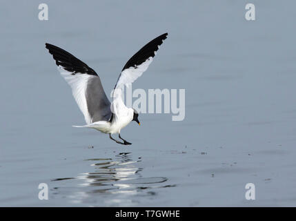 Nach Sabine's Möwe (Xema sabini) im Sommer gefieder auf der Halbinsel Seward, Alaska, USA. Stockfoto