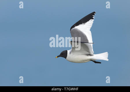 Nach Sabine's Möwe (Xema sabini) im Sommer gefieder auf der Halbinsel Seward, Alaska, USA. Stockfoto