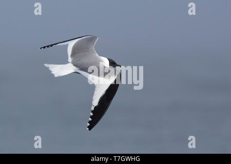 Nach Sabine's Möwe (Xema sabini) im Sommer gefieder auf der Halbinsel Seward, Alaska, USA. Stockfoto