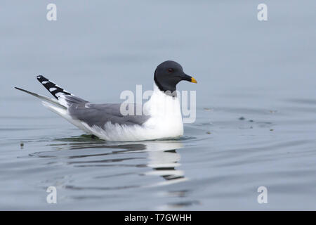 Nach Sabine's Möwe (Xema sabini) im Sommer Gefieder schwimmen Halbinsel Seward, Alaska, USA. Stockfoto