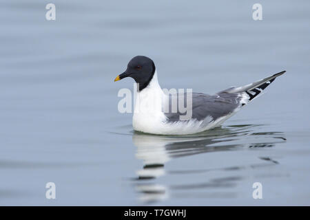 Nach Sabine's Möwe (Xema sabini) im Sommer Gefieder schwimmen Halbinsel Seward, Alaska, USA. Stockfoto