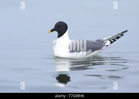 Nach Sabine's Möwe (Xema sabini) im Sommer Gefieder schwimmen Halbinsel Seward, Alaska, USA. Stockfoto