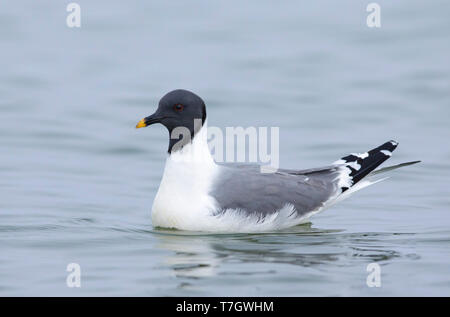 Nach Sabine's Möwe (Xema sabini) im Sommer Gefieder schwimmen Halbinsel Seward, Alaska, USA. Stockfoto
