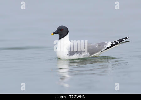 Nach Sabine's Möwe (Xema sabini) im Sommer Gefieder schwimmen Halbinsel Seward, Alaska, USA. Stockfoto