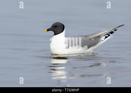 Nach Sabine's Möwe (Xema sabini) im Sommer Gefieder schwimmen Halbinsel Seward, Alaska, USA. Stockfoto