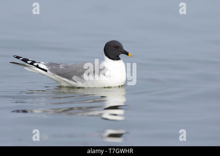 Nach Sabine's Möwe (Xema sabini) im Sommer Gefieder schwimmen Halbinsel Seward, Alaska, USA. Stockfoto