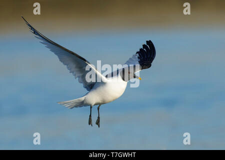 Nach Sommer plumaged Sabine's Möwe (Xema sabini) Halbinsel Seward, Alaska, USA. Stockfoto
