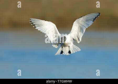 Nach Sommer plumaged Sabine's Möwe (Xema sabini) Halbinsel Seward, Alaska, USA. Stockfoto