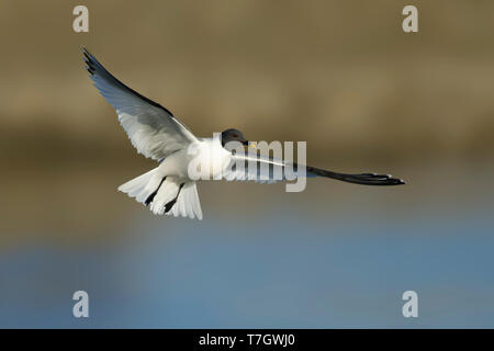 Nach Sommer plumaged Sabine's Möwe (Xema sabini) Halbinsel Seward, Alaska, USA. Stockfoto