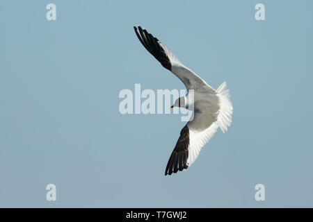 Nach Sommer plumaged Sabine's Möwe (Xema sabini) Halbinsel Seward, Alaska, USA. Stockfoto