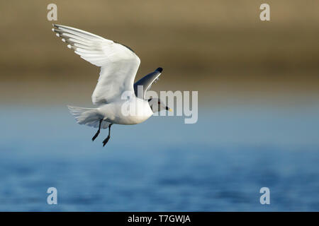 Nach Sommer plumaged Sabine's Möwe (Xema sabini) Halbinsel Seward, Alaska, USA. Stockfoto