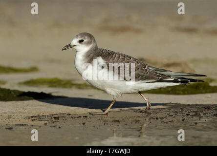 Im ersten Winter Sabine's Möwe (Xema sabini) stehen auf dem Strand bei Los Angeles, Kalifornien, USA im Oktober 2016. Stockfoto