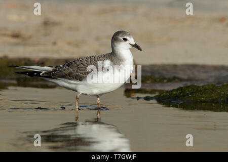 Im ersten Winter Sabine's Möwe (Xema sabini) stehen auf dem Strand bei Los Angeles, Kalifornien, USA im Oktober 2016. Stockfoto