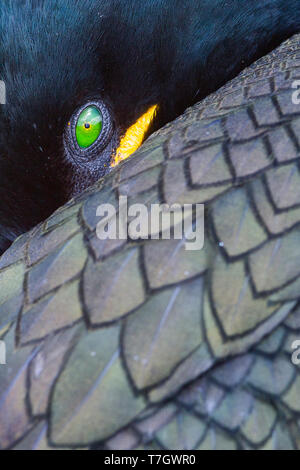 Europäische Shag (Phalacrocorax aristotelis), Nahaufnahme eines Erwachsenen Stockfoto