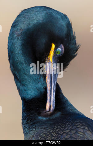 Europäische Shag (Phalacrocorax aristotelis), Nahaufnahme eines Erwachsenen die Federn putzen Stockfoto