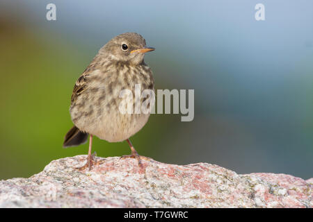 Rock Pieper (Anthus petrosus), Frontansicht ein Jugendlicher steht auf einem Felsen Stockfoto