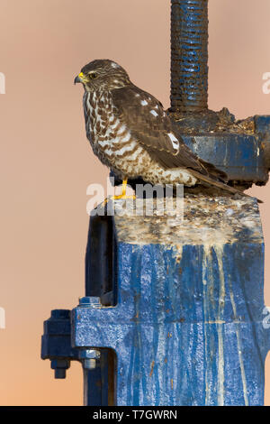Levant Sperber (Accipiter brevipes), juvenile stehen auf einer Schleuse in Ägypten. Stockfoto