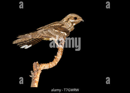 Europäische nightjar (Caprimulgus europaeus), thront auf einem Zweig in der Nacht. Stockfoto