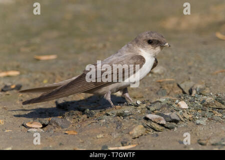 Blass Crag Martin (Ptyonoprogne obsoleta Arabica), Erwachsene sammeln Schlamm für das Nest im Oman Stockfoto