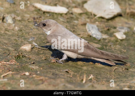 Blass Crag Martin (Ptyonoprogne obsoleta Arabica), Erwachsene sammeln Schlamm für das Nest im Oman Stockfoto