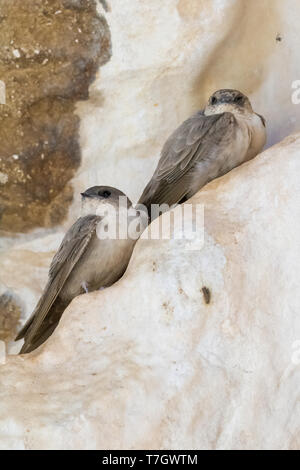 Blass Crag Martin (Ptyonoprogne obsoleta Arabica), zwei Personen auf einem Felsen thront auf Oman Stockfoto