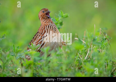 Gemeinsame Wachtel (Coturnix coturnix), männlicher Gesang in einer Luzerne Feld Stockfoto
