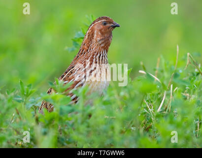 Gemeinsame Wachtel (Coturnix coturnix), erwachsenen männlichen Stellung in einer Luzerne Feld Stockfoto