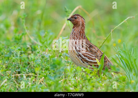 Gemeinsame Wachtel (Coturnix coturnix), erwachsenen männlichen Stellung in einer Luzerne Feld Stockfoto