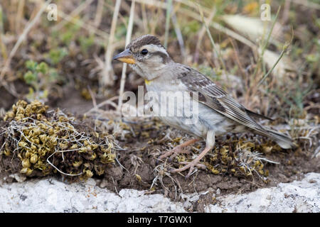 Rock Sparrow (Petronia petronia), Seitenansicht eines Erwachsenen auf dem Boden Stockfoto