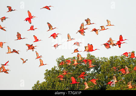 Große Herde von Scharlachrote Ibisse (Eudocimus ruber) im Flug auf den Kleinen Antillen in der Karibik. Stockfoto