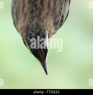 Unreife Schilfrohrsänger (Acrocephalus schoenobaenus) in der Hand, im Herbst Migration auf Klingeln session gefangen auf einem Streifen Station in der Netherl Stockfoto