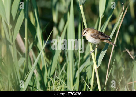 Abgenutzte nach Schilfrohrsänger (Acrocephalus schoenobaenus) in Schilf Bett im Spätsommer in den Niederlanden. Stockfoto