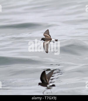 Keil-rumped Storm Petrel (Oceanodroma tethys) im Flug über den Ozean weg von Lima in Peru. Stockfoto