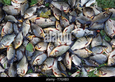 Stapel von karauschen gefangen auf grünem Gras. Erfolgreich angeln. Haufen Carassius carassius. Frisch Fluss Fisch gefangen. Gefangene Fische nach Glück Angeln. Stockfoto