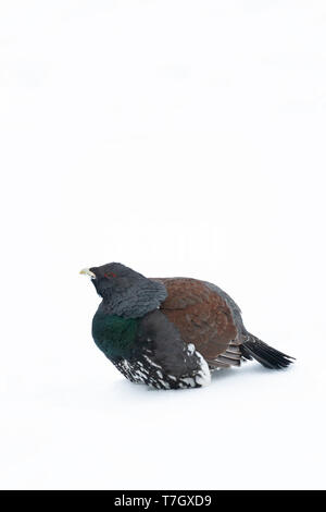 Männliche Western Auerhahn (Tetrao urogallus) während eines kalten Winter im Norden Finnlands. In einem Feld mit frischem Schnee bedeckt. Stockfoto