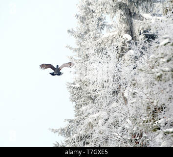 Männliche Western Auerhahn (Tetrao urogallus) während eines kalten Winter im Norden Finnlands. Fliegen Weg entlang einer Frost bedeckt Waldrand. Stockfoto