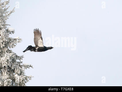 Männliche Western Auerhahn (Tetrao urogallus) im Flug durch einen kalten Winter im Norden Finnlands. Unter Flügel Muster. Stockfoto