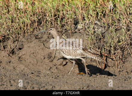 Eurasischen Regenbrachvogel (Numenius phaeopus) überwintern in den Mangroven der Gambia. Stockfoto