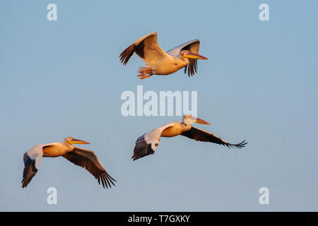 Herde der Großen weißen Pelikanen (Pelecanus onocrotalus) im Flug während der späten Abendlicht im Donau Delta, Rumänien. Stockfoto