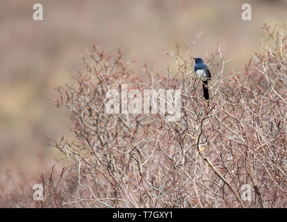 White-bellied redstart (Luscinia phaenicuroides) Stockfoto